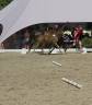 Puledro BWP Cavallo da Sangue Belgio Noleggio 2026 Baio ,  LECTOR VD BISSCHOP