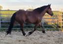 Cavalla Cob Normande In vendita 2023 Baio