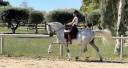 Castrone CDE Caballo Deporte Espanol In vendita 2015 Grigio