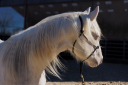 Puledro Quarter Horse In vendita 2024 Crema
