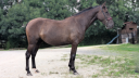 Cavalla PRE Andaluso In vendita 2023 Nero ,  Spirit XLVIII 