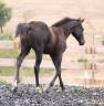 Puledro Paint Horse In vendita 2026 Nero