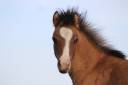 Puledro Welsh Cob  In vendita 2026 Isabella
