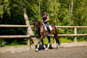 Castrone Cavallo da Sport Germano In vendita 2021 Nero