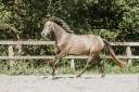 Castrone KWPN Cavallo da Sport Neerlandese In vendita 2022 Grigio