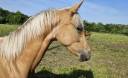 Puledra Sella Francese In vendita 2025 Palomino ,  Cremell aux lays