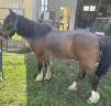 Regalo | Double Pony | castrone 25 anni
