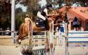 Castrone PFS Pony Francese da Sella In vendita 2015 Sauro