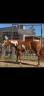 CAVALLA PAINT HORSE 2021