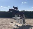 Castrone, 5 anni, Zangersheide
