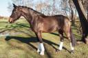 Castrone Cavallo da Sport Germano In vendita 2020 Baio