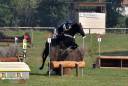 Cavallo irlandese da completo 11 anni