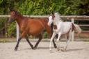 Fattrice New Forest In vendita 2009 Baio ,  Woodrow Prince Harry