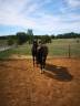 Castrone KWPN Cavallo da Sport Neerlandese In vendita 2016 Nero