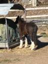 Cavalla Gypsy Cob In vendita 2010 Baio