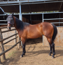 Quarter Horse AQHA castrone 7 anni - Hilton Ray for Perks