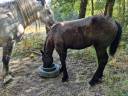 Puledra Percheron In vendita 2026 Nero ,  VIADUC DU BUAT