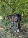 Cavalla Percheron In vendita 2012 Nero