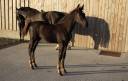 Puledro sBs Cavallo da Sport Belgio In vendita 2026 Nero ,  PEGASE VAN'T RUYTERSHOF