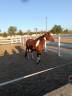Vendo splendido American Paint horse Castrone