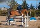 KAMARATON - CAVALLO SALTO OSTACOLI CAT. BREVETTO - 2010