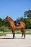 Cavalla Lusitano In vendita 2022 Baio ,  Eldorado da broa mv