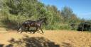 Castrone Origine non conosciuta  In vendita 2019 Nero ,  country man du vallon ph