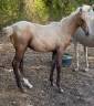 Puledro Sella Francese In vendita 2026 Palomino