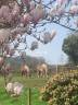 Propriet&agrave; equestre In vendita Manche
