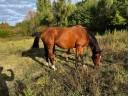 Cavalla Sella Francese In vendita 2014 Baio ,  LIFESTYLE