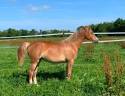 Puledra PFS Pony Francese da Sella In vendita 2025 Sauro ,  Very star kerveyer