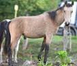 Cavalla Lusitano In vendita 2025 Isabella