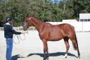 Castrone Sella Francese In vendita 2023 Baio ,  Prestige Kalone
