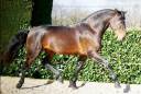 Castrone Lusitano In vendita 2015 Baio ,  SOLERA