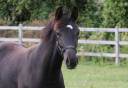 Puledra KWPN Cavallo da Sport Neerlandese In vendita 2026 Nero ,  SECRET LOVER