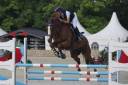 Cavallo da salto KWPN