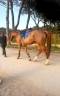 VENDO CAVALLA SELLA ITALIANA 2020  H 1,68 OTTIMA SALTO