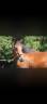Puledra Sella Francese In vendita 2023 Baio scuro ,  Uncognito bois margot