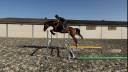 Castrone sBs Cavallo da Sport Belgio In vendita 2021 Baio ,  Fidelgo du houssoit