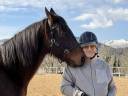 Castrone Trottatore Francese In vendita 2018 Baio ,  Orlando Vici 