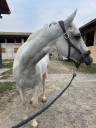 Vendita cavallo di 7 anni 