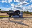 Puledra Paint Horse In vendita 2025 Nero