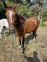 Cavallo in vendita 