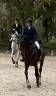 vendita/noleggio cavallo da salto 12 y.o