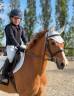 PONY DA SALTO DEL 2015 IN VENDITA