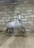 Fattrice Lusitano In vendita 2013 Grigio ,  Riopele SSC