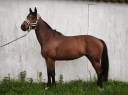 Cavalla Sella Francese In vendita 2021 Baio ,  Groovy Semilly