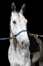 Castrone KWPN Cavallo da Sport Neerlandese In vendita 2015 Grigio ,  FABRIANO VDL