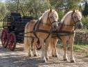 Cavalla Haflinger In vendita 2014 Sauro