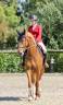 Cavalla sBs Cavallo da Sport Belgio In vendita 2022 Sauro ,  Matisse de mariposa
